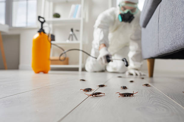 Post-Treatment Bed Bug Interceptor Monitoring in Vass